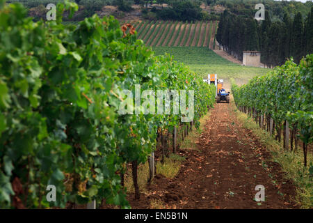 Zeilen auf Reben mit einer Erntemaschine in der Ferne, die Ernte der Weintrauben in Frascati, Italien Stockfoto