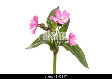 Red Campion, Silene Dioica, wilde Blume isoliert gegen weiß Stockfoto