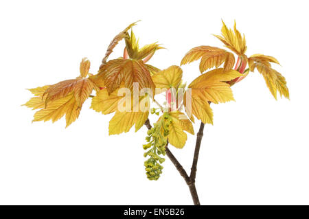 Frische neue Blätter und Blumen von einer Platane isoliert gegen weiß Stockfoto