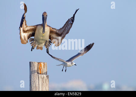 Brauner Pelikan Pelecanus Occidentalis kommen ins Land verdrängen ein Royal Tern Florida Gulf Coast USA Stockfoto