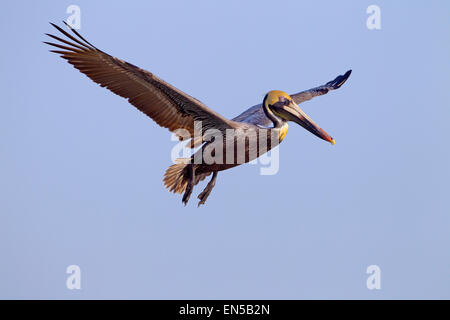 Der braune Pelikaner Pelecanus occidentalis Fort Myers Strand-Golf Küste Florida USA Stockfoto