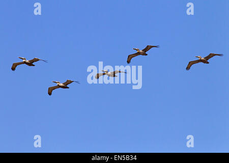 Brauner Pelikan Pelecanus Occidentalis im Flug Florida Gulf coast USA Stockfoto