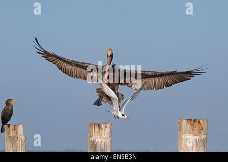 Brauner Pelikan Pelecanus Occidentalis kommen ins Land verdrängen Royal Tern Florida Gulf Coast USA Stockfoto