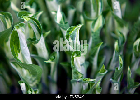 Im Frühjahr pflanzt die Hosta neue Blätter in verschiedenen Variationen Stockfoto