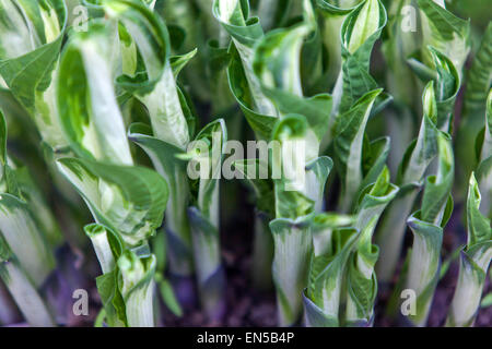 Hosta Blätter entstehen Stockfoto