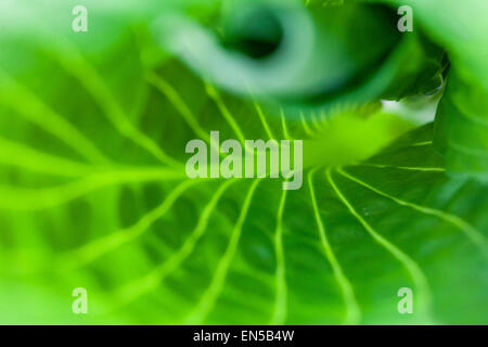 Hosta Blatt abstrakte Nahaufnahme, Detail Stockfoto