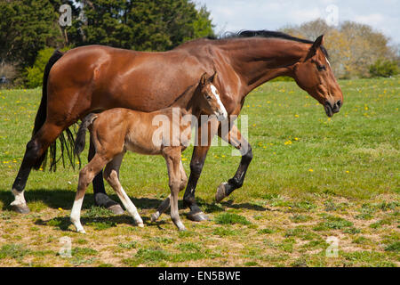 Isle Of Wight, UK. 28. April 2015. UK-Wetter: Neues Leben, Frühling entstanden, zwei Wochen alten Fohlen mit ihrer Mutter. Godshill, Isle Of Wight, UK. Bildnachweis: Patrick Eden/Alamy Live-Nachrichten Stockfoto