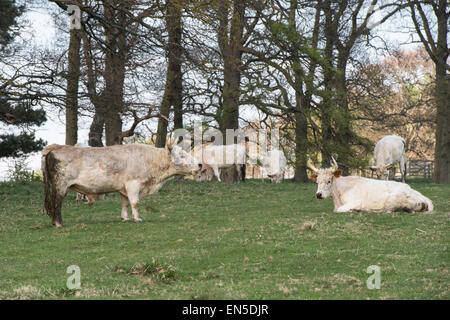 Chillingham Wildrinder Bull zeigt Aggression durch Muhen, eine Herausforderung für die Zucht Rechte. Northumberland. England Stockfoto