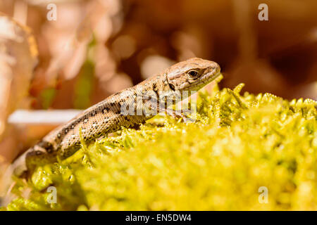 Zauneidechse (Lacerta Agilis). Wilde Muster gefunden auf Moos bedeckt Felsen in der Sonne aufwärmen und auf der Suche nach Insekten zu essen. Stockfoto