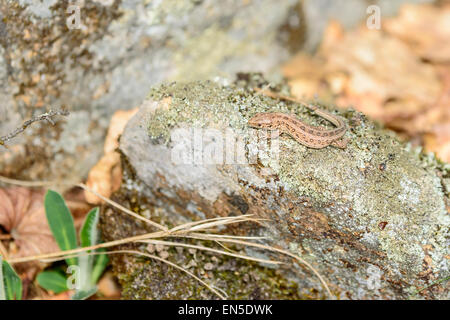 Zauneidechse (Lacerta Agilis). Wilde Muster gefunden auf Flechten bedeckt Felsen in der Sonne aufwärmen und auf der Suche nach Insekten zu essen. Stockfoto