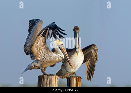 Braune Pelikane Pelecanus Occidentalis Florida Gulf Coast USA Stockfoto
