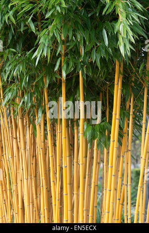 Phyllostachys aureosulcata f. aureocaulis. Gelbe Nut Bambus. Großbritannien Stockfoto