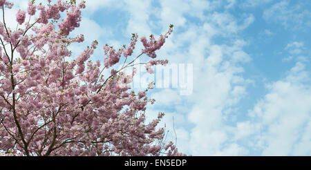 Prunus prämiert. Blühender Kirschbaum gegen blau bewölktem Himmel Stockfoto