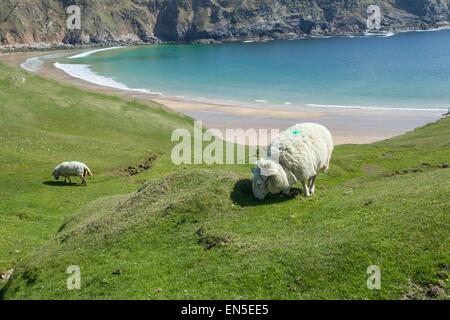 Schafe und grünen Wiesen am Silver Strand Beach in Glencolmcille, Co. Donegal, Irland Stockfoto