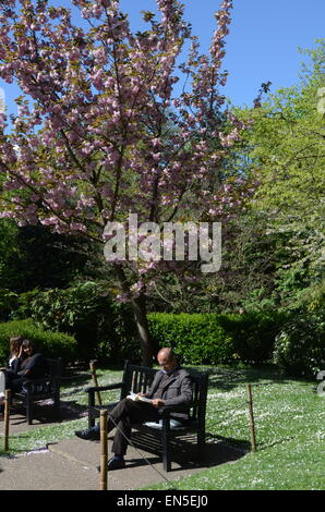 London, UK. 28. April 2015. Kaltfront und Regen Ansatz aber London noch Sonnenschein genießt, wie die Kirschblüten beginnen zu fallen. Bildnachweis: JOHNNY ARMSTEAD/Alamy Live-Nachrichten Stockfoto