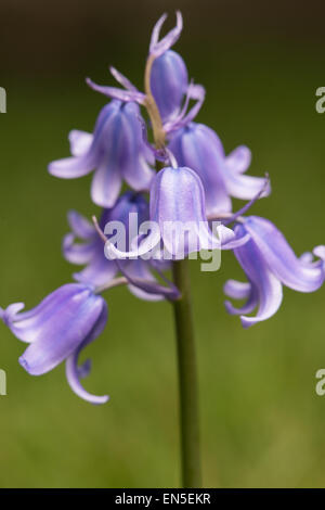 Nahaufnahme von Bluebell Hyacinthoides Blume in voller Blüte. Stockfoto