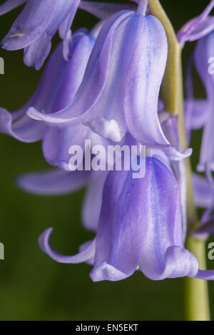 Sehr in der Nähe von Bluebell Hyacinthoides Blume in voller Blüte. Stockfoto