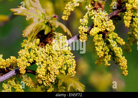 Englische Eiche, Blume Quercus robur Frühlingspollen Katkins Stockfoto