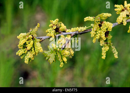 Stieleiche, Quercus robur Frühling Blumen Stockfoto