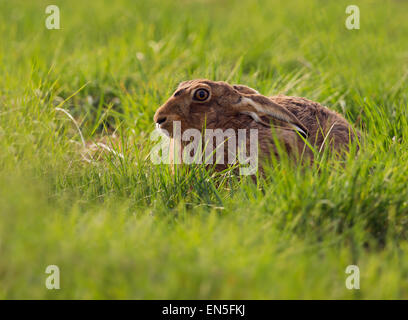 Brauner Hase Lepus Europaeus Verlegung verborgen im Rasen, Gloucestershire Stockfoto