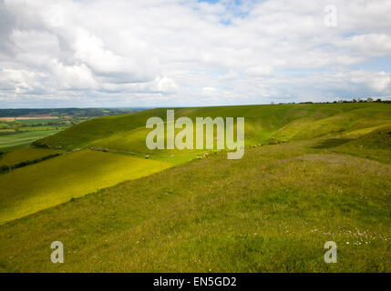 Kreide Böschung Hang mit trockenen Tälern Roundway Hill, in der Nähe von Devizes, Wiltshire, England Stockfoto