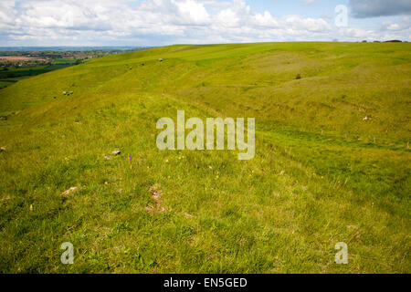 Kreide Böschung Hang mit trockenen Tälern Roundway Hill, in der Nähe von Devizes, Wiltshire, England Stockfoto