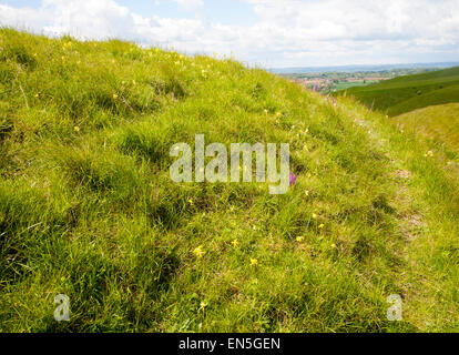 Kreide Böschung Hang mit trockenen Tälern Roundway Hill, in der Nähe von Devizes, Wiltshire, England Stockfoto