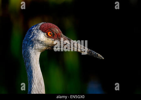 Sandhill Kran, Viera Feuchtgebiete Stockfoto