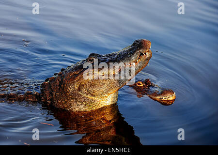 amerikanischer alligator Stockfoto