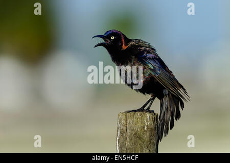 gemeinsamen Grackle, Viera Feuchtgebiete Stockfoto