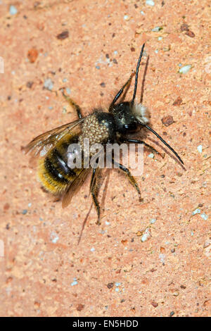 Neu entstanden roten Mauerbiene (Osmia Bicornis / Osmia Rufa) mit behaarte leichtfüßig Milben befallen Stockfoto