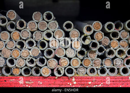 Nest Hohlräume mit Schlamm Stecker von Mauerbienen versiegelt / Erbauer Biene in hohle Röhren am Insektenhotel für Solitärbienen Stockfoto