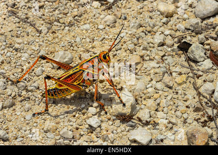 östlichen Lümmel Heuschrecke, Everglades, florida Stockfoto