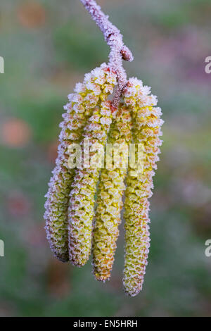 Gemeinsame Hasel (Corylus Avellana) Nahaufnahme von männlichen Kätzchen im Winter mit Rauhreif bedeckt Stockfoto