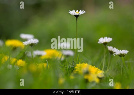 Gemeinsamen Gänseblümchen / englische Gänseblümchen (Bellis Perennis) in Blüte auf Wiese Stockfoto