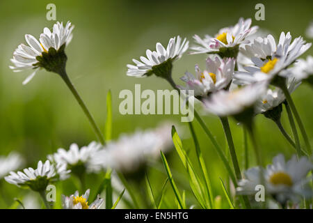 Gemeinsamen Gänseblümchen / englische Gänseblümchen (Bellis Perennis) in Blüte auf Wiese Stockfoto