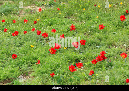 Blühende Tulpen und Iris in der Steppe auf einem Hurrikan, Rostow, Russland Stockfoto