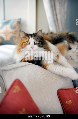 Haustier Katze auf der Rückseite des Sofas UK Stockfoto