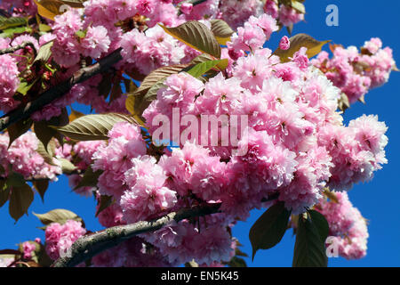 Aberystwyth, Wales, UK. 28. April 2015. Trotz der klaren, blauen Himmel, ein starker kalter Wind stört die Kirschblüten und Laub in John Gilbey/Alamy Live News 28. April 2015 Bildnachweis: John Gilbey/Alamy Live News Stockfoto