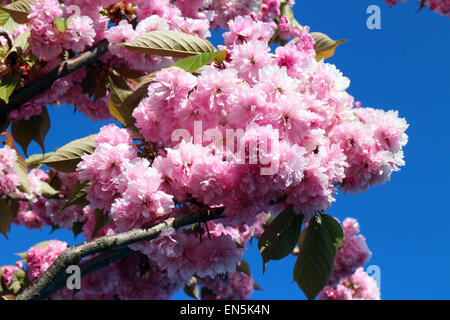 Aberystwyth, Wales, UK. 28. April 2015. Trotz der klaren, blauen Himmel, ein starker kalter Wind stört die Kirschblüten und Laub in John Gilbey/Alamy Live News 28. April 2015 Bildnachweis: John Gilbey/Alamy Live News Stockfoto