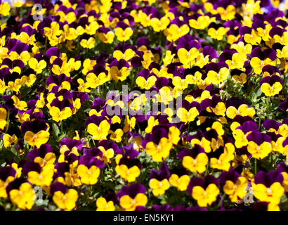 Viola Tricolor Stiefmütterchen Blume Bett blühen im Garten Stockfoto