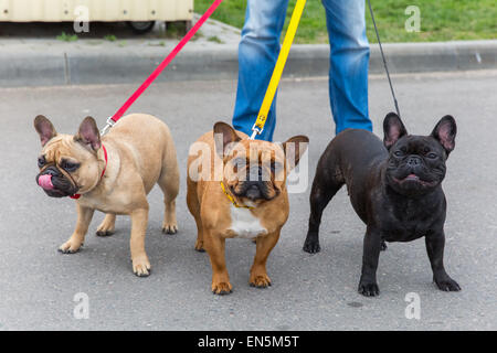 drei inländische Hunde französische Bulldogge zu züchten Stockfoto