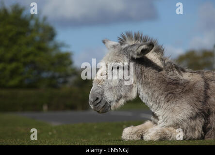 New Forest Esel zum Entspannen in der Sonne in Beaulieu, New Forest Hampshire UK Stockfoto