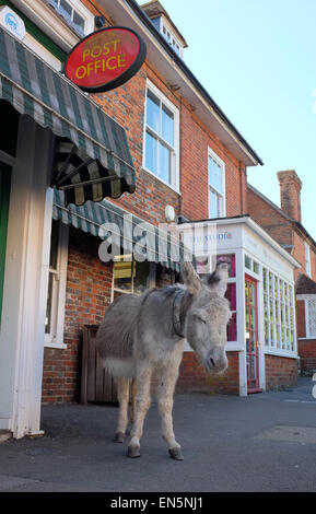 New Forest Esel in Beaulieu Dorf in Hampshire England Großbritannien New Forest Stockfoto