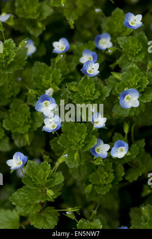 kleine blaue Blume (Veronica Persica Poir) auf Wiese Stockfoto