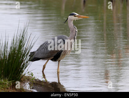 Graureiher (Ardea Cinerea) Stockfoto