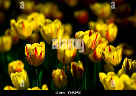 Tulpe Blumen von gelben und roten Farbe auf ein Blumenbeet. Spiel von Sonnenlicht und dunkelgrünen Hintergrund. Stockfoto