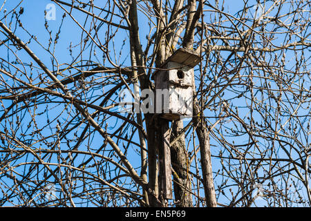 Alten vertrockneten Vogelhaus auf einer Weide zwischen Ästen und Zweigen vor dem Hintergrund der klaren blauen Himmels Stockfoto