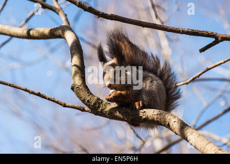 Eichhörnchen Tier mit einer Haselnuss in seinen Pranken sitzt auf einem Ast. Detailansicht. Stockfoto