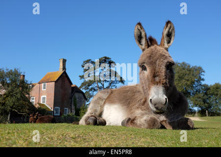 New Forest Esel zum Entspannen in der Sonne in Beaulieu, New Forest Hampshire UK Stockfoto